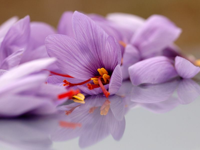 Imagen de apoyo: la flor